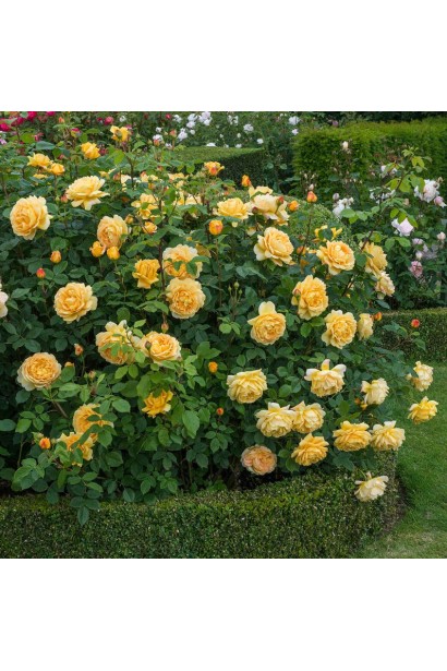 Розкішні квіти троянди Golden Celebration у саду.